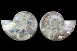 Cut & Polished Ammonite Fossil - Agatized #91161-1